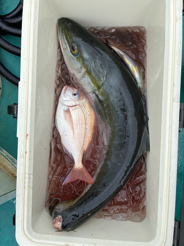 マダイ・メジロ(ブリ)