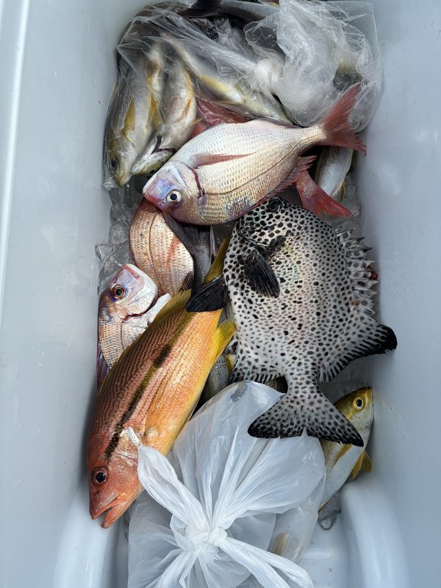 チダイ・イシガキダイ