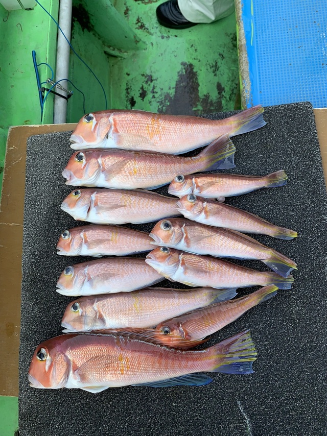 アマダイ(アカアマダイ)