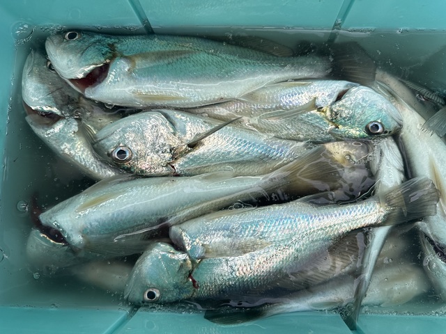 イシモチ(シログチ)