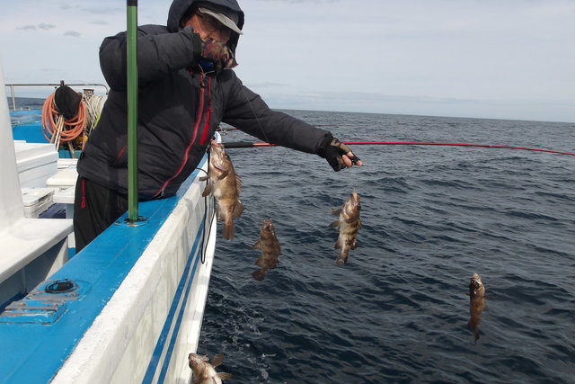 メバル(ウスメバル)