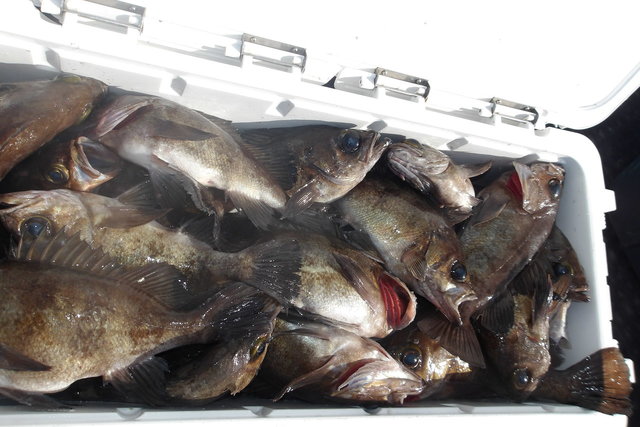 メバル(ウスメバル)