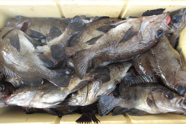 メバル(ウスメバル)