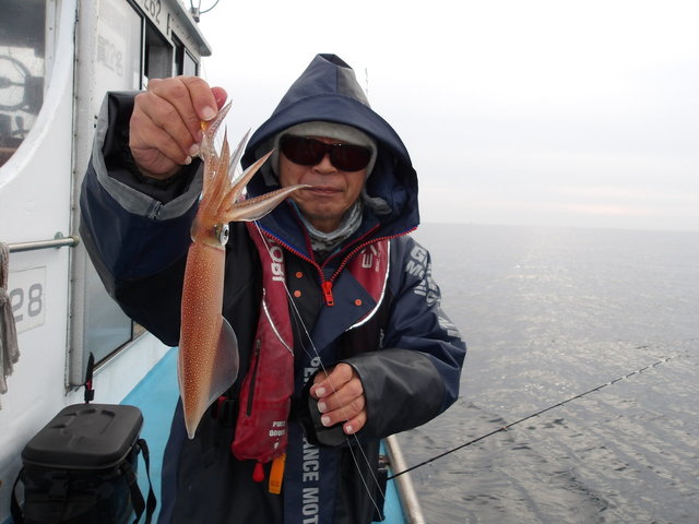 マルイカ(ケンサキイカ)