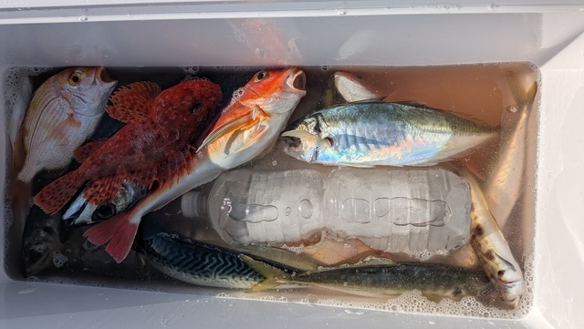 アジ(マアジ)・オニカサゴ