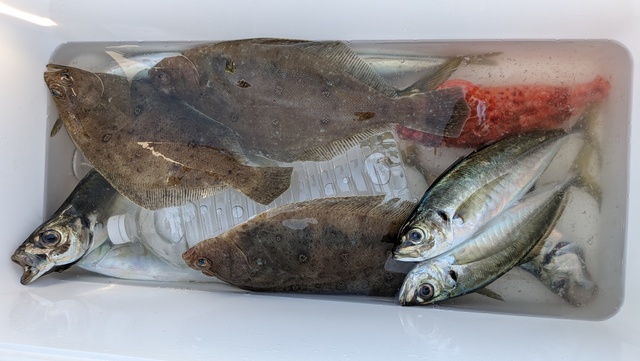 アジ(マアジ)・オニカサゴ・ムシガレイ