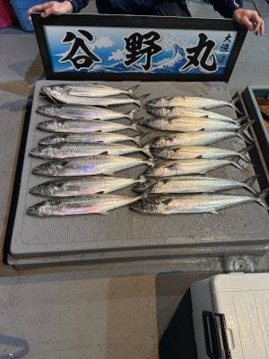 サゴシ(サワラ)・ヤナギ(ウスメバル)