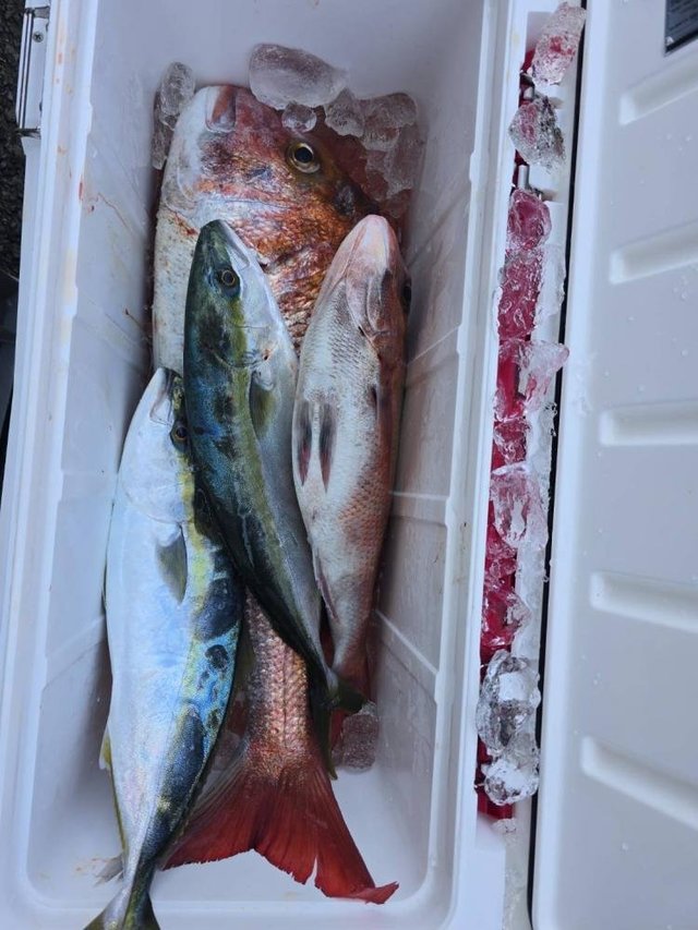 マダイ・イナダ(ブリ)