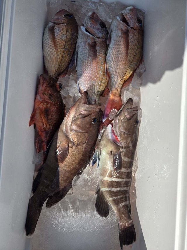 マダイ・カサゴ・ハタ(マハタ)