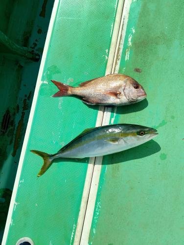 マダイ・イナダ(ブリ)