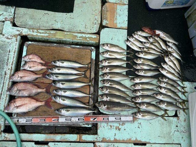 マダイ・マアジ・マサバ