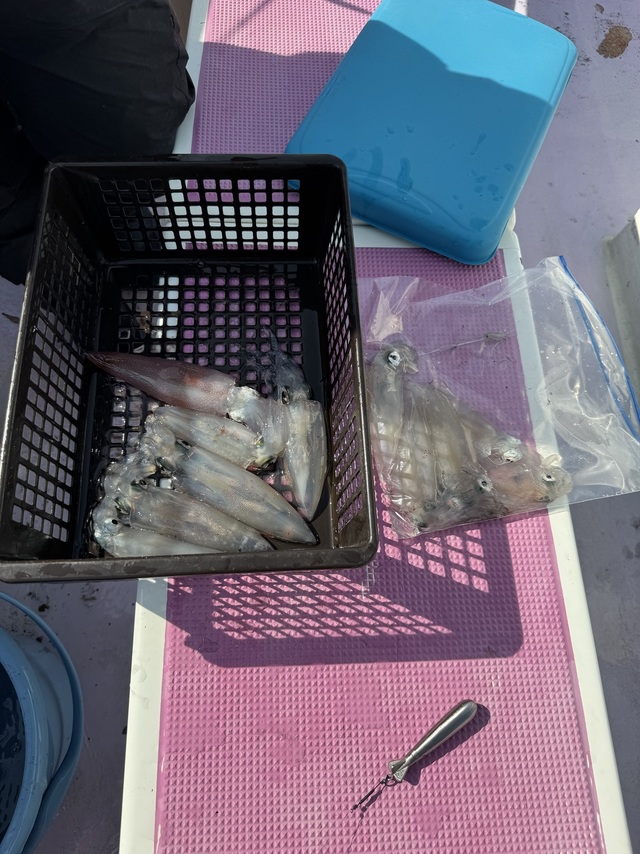 マルイカ(ケンサキイカ)