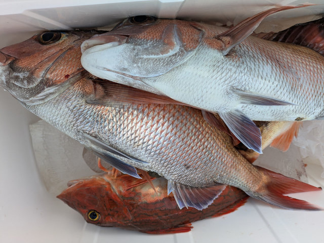 マダイ・ホウボウ