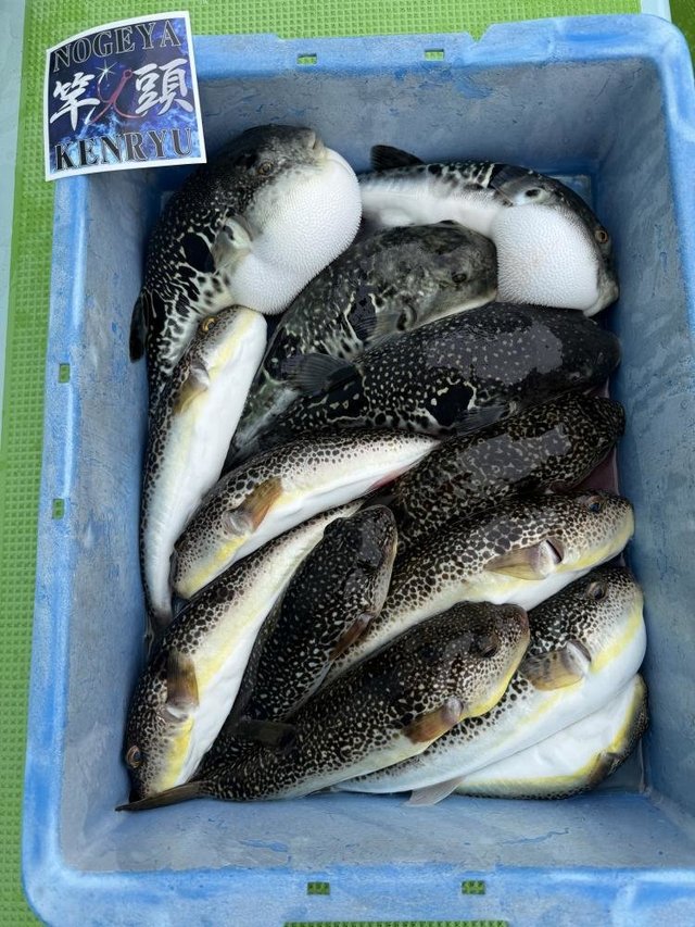 トラフグ・フグ(ショウサイフグ)