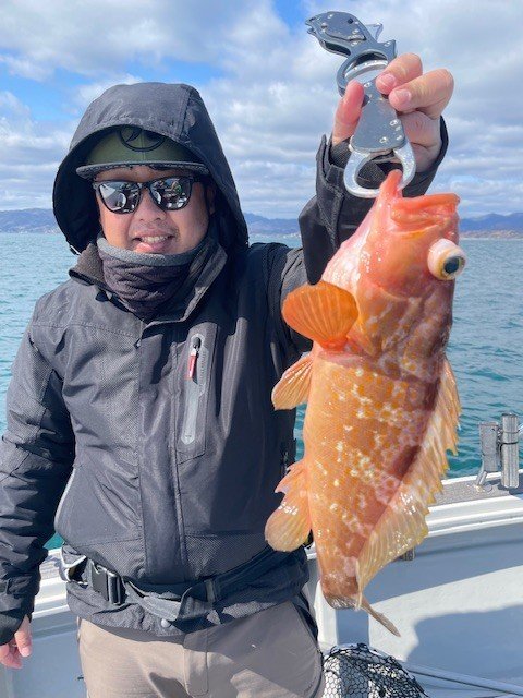 アコウ(キジハタ)