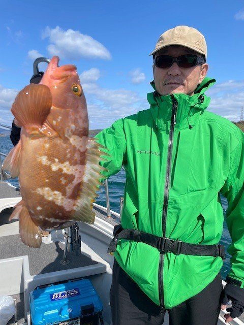 アコウ(キジハタ)