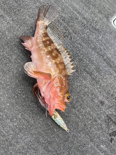 アコウ(キジハタ)