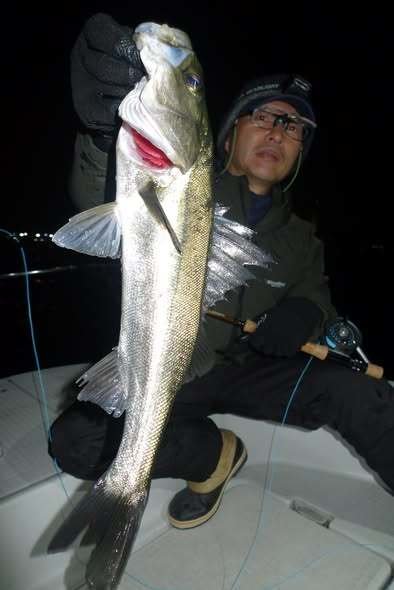 シーバス(スズキ)