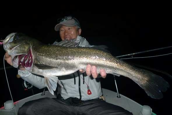 シーバス(スズキ)