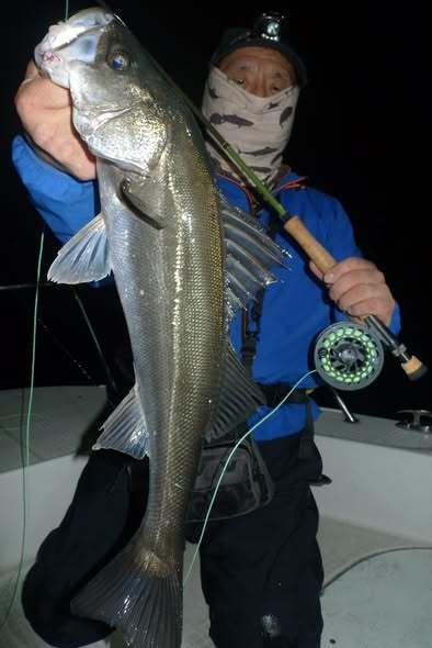 シーバス(スズキ)