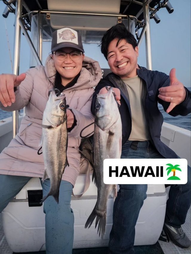 シーバス(スズキ)