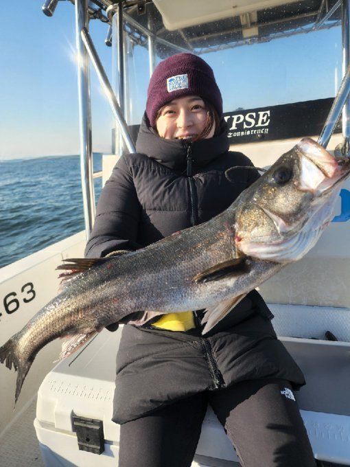 シーバス(スズキ)