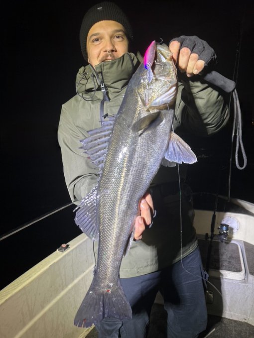 シーバス(スズキ)