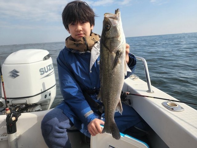 シーバス(スズキ)