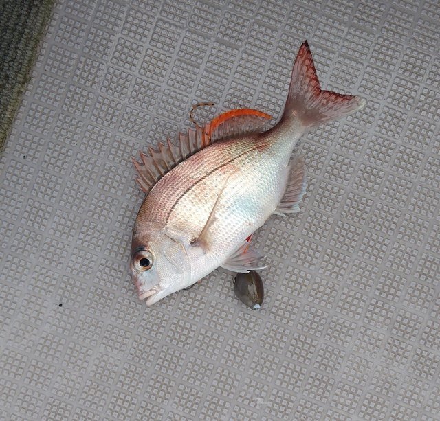 チャリコ(マダイ)