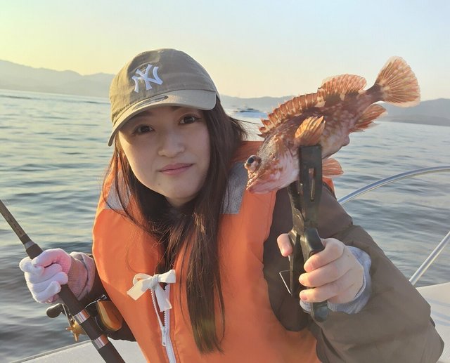 ガシラ(カサゴ)