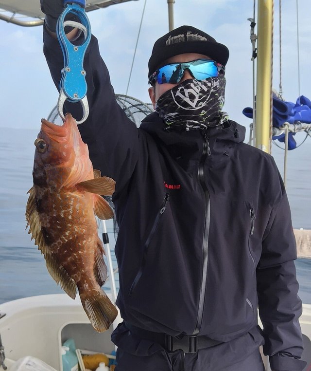 アコウ(キジハタ)