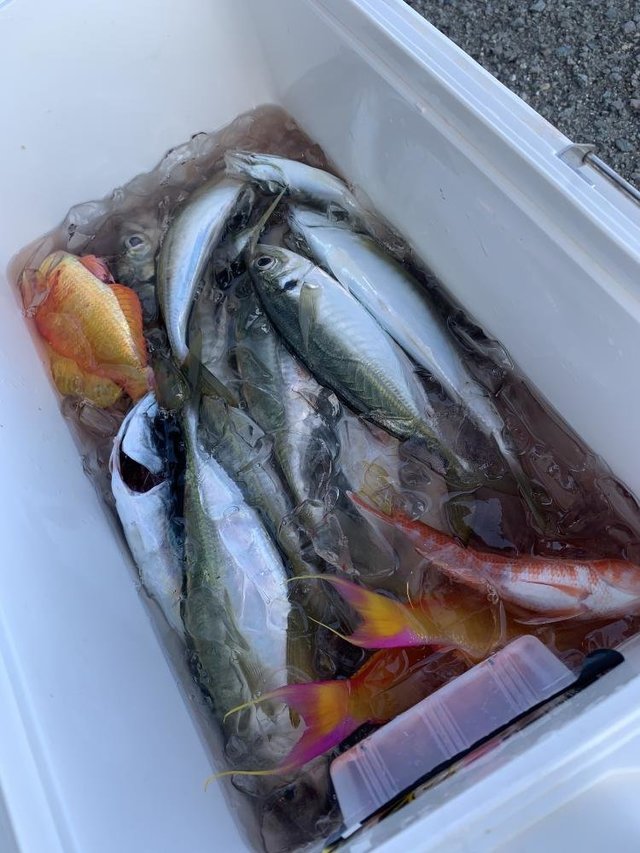 アラ・アジ(マアジ)・アマダイ(アカアマダイ)・サバ(マサバ)・カサゴ