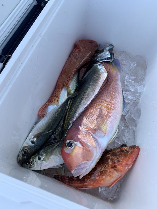 アラ・アジ(マアジ)・アマダイ(アカアマダイ)・サバ(マサバ)・カサゴ