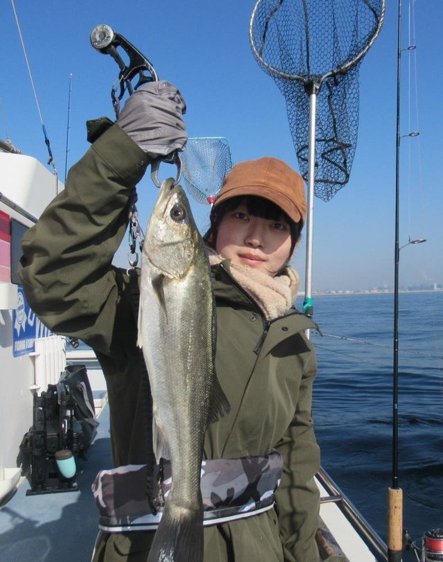 シーバス(スズキ)