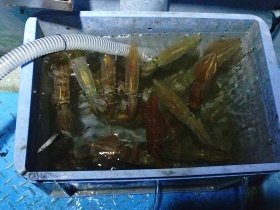 マルイカ(ケンサキイカ)