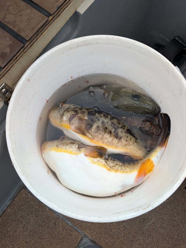 シーバス(スズキ)・カサゴ・フグ(アカメフグ)