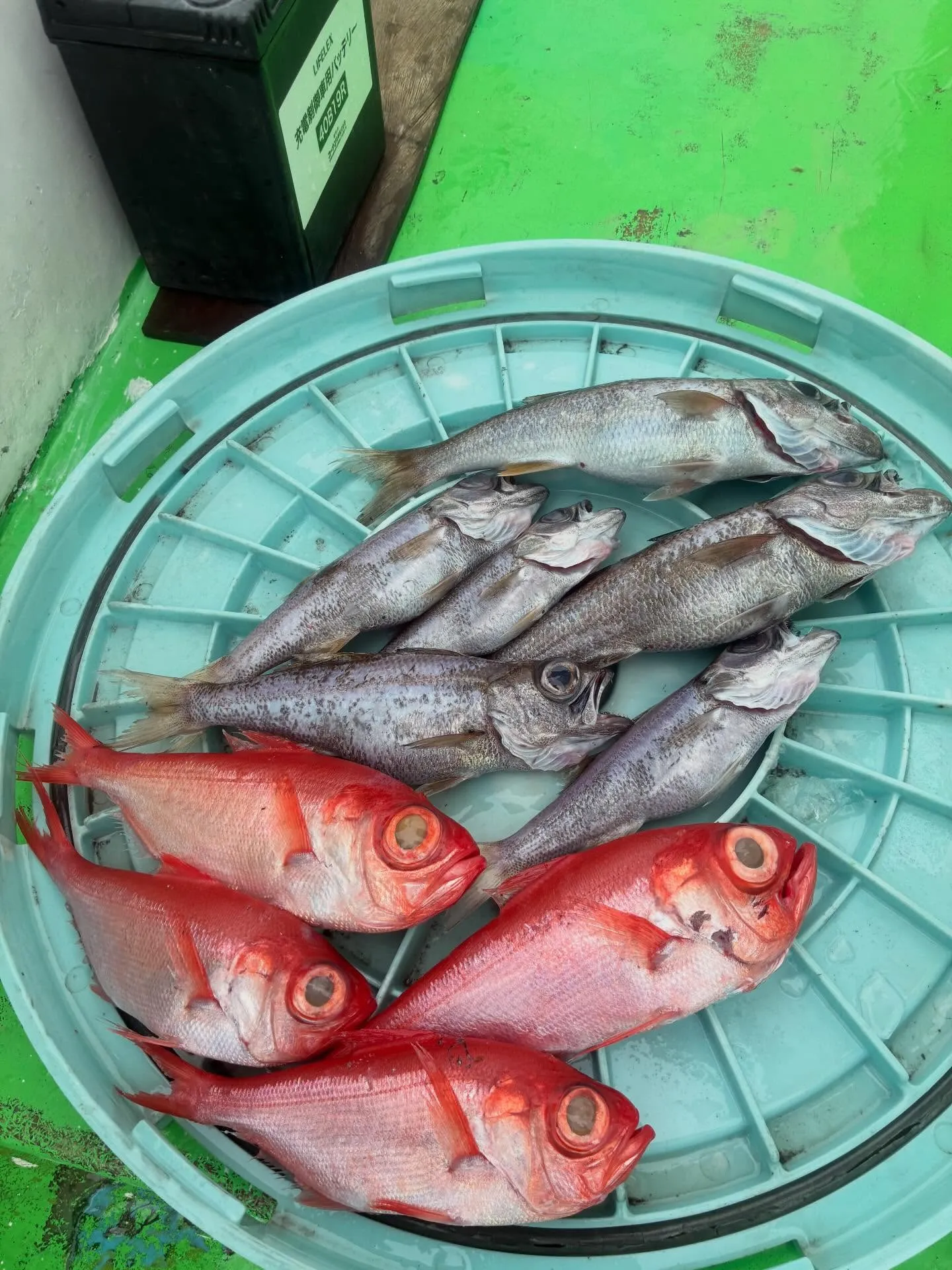 クロムツ・キンメ(キンメダイ)