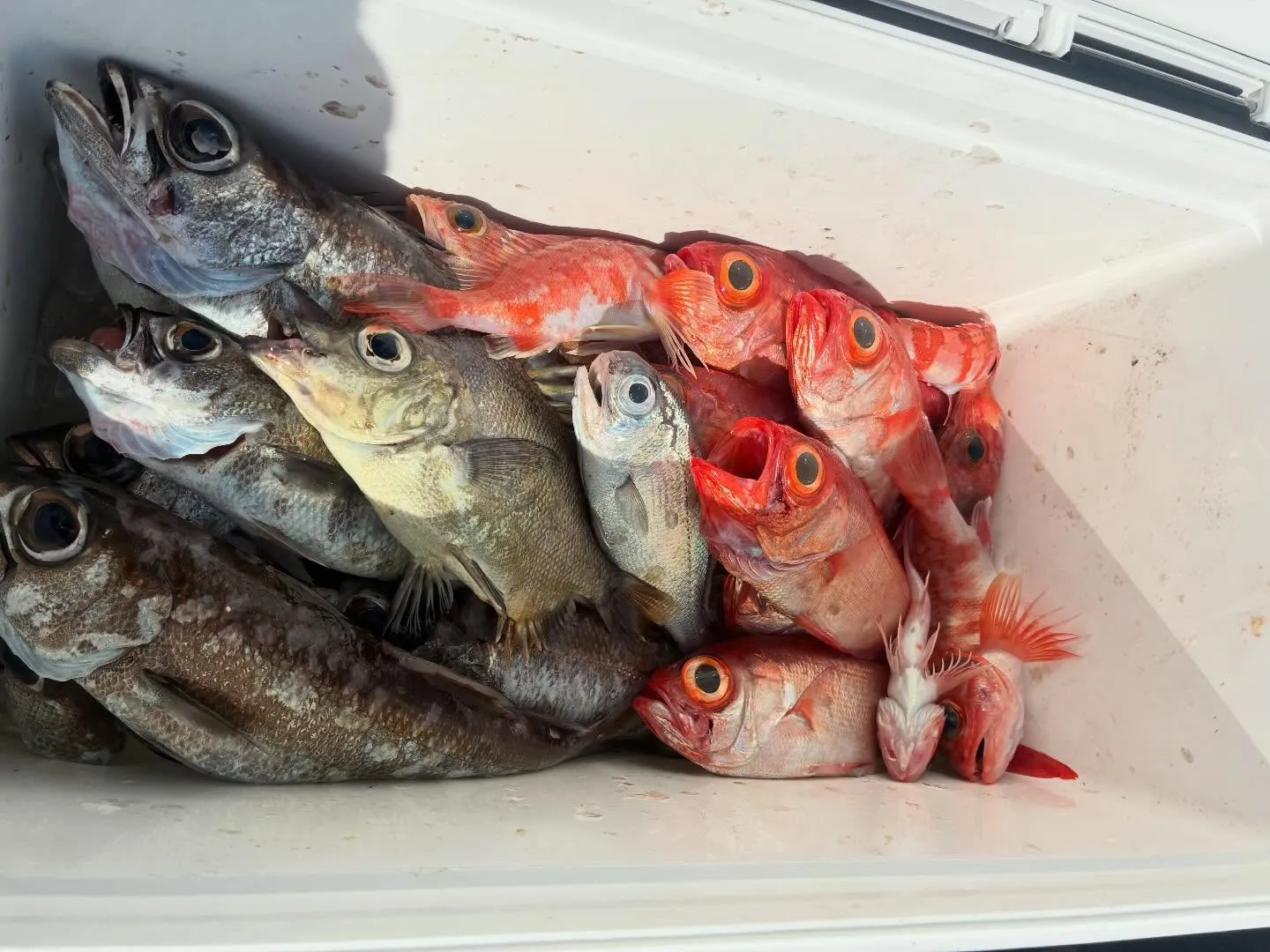 クロムツ・キンメ(キンメダイ)