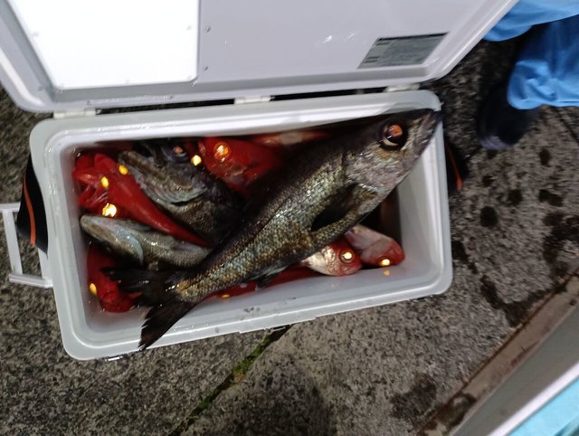 クロムツ・キンメ(キンメダイ)