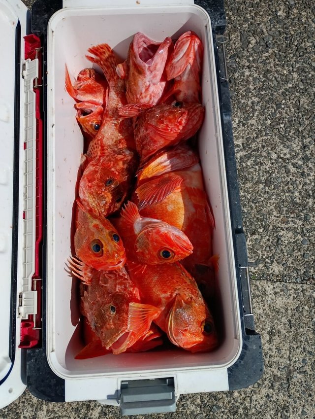 オニカサゴ・カンコ(ウッカリカサゴ)・ユメカサゴ