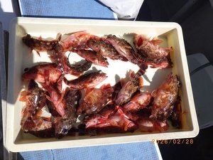 カサゴ