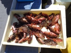 カサゴ