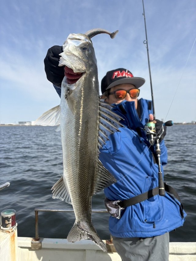 シーバス(スズキ)