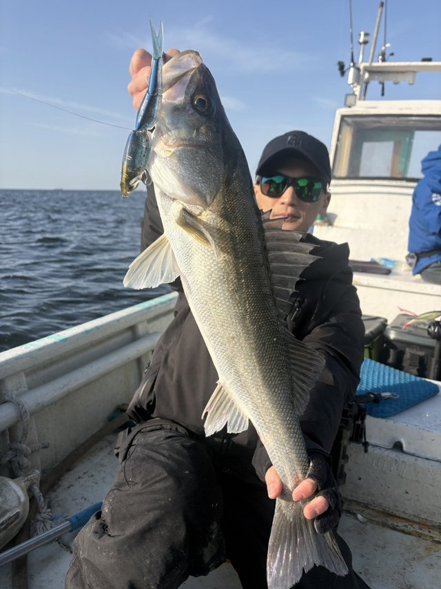 シーバス(スズキ)