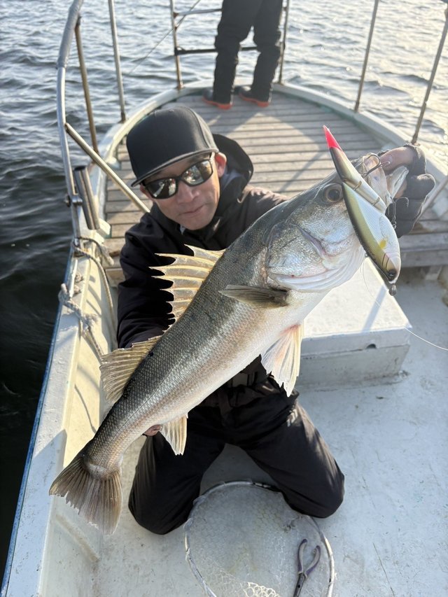 シーバス(スズキ)