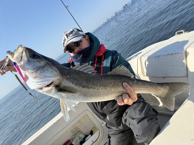 シーバス(スズキ)