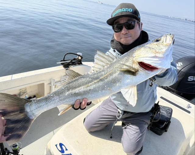 シーバス(スズキ)