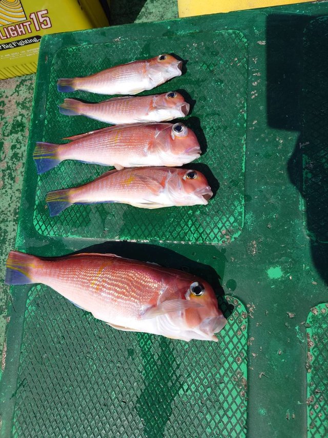 アマダイ(アカアマダイ)