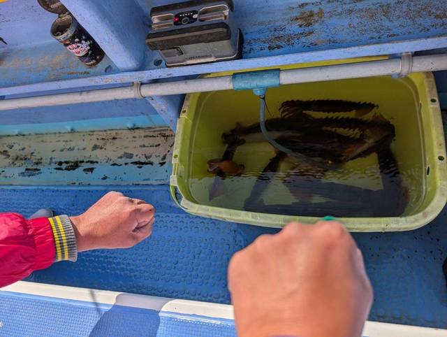 スルメ(スルメイカ)