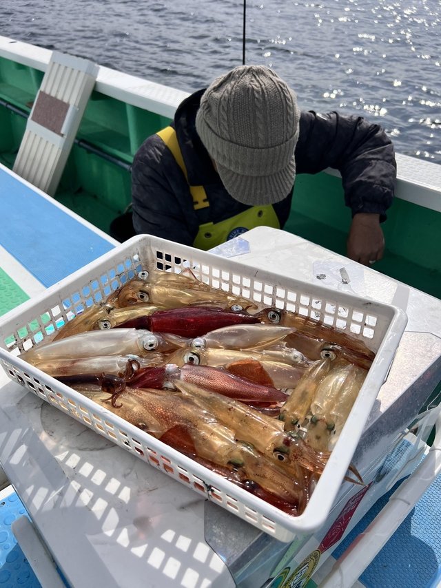 マルイカ(ケンサキイカ)